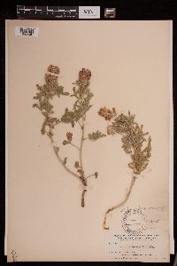 thumbnail image of current specimen