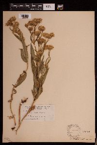 Arnica longifolia image