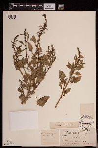 Chenopodium capitatum image