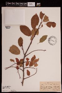 Image Associated With the Occurrence