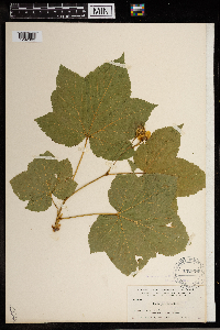 Rubus parviflorus image