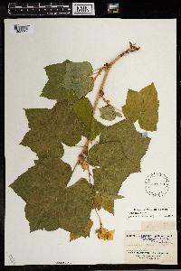Rubus parviflorus image
