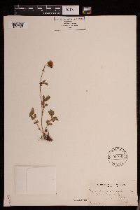 Drymocallis pseudorupestris image