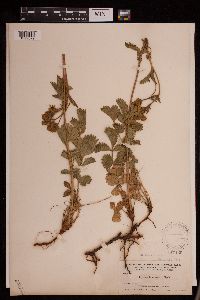 Drymocallis convallaria image