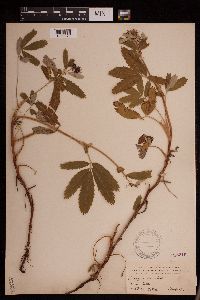 Comarum palustre image