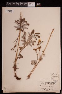 Potentilla pulcherrima image