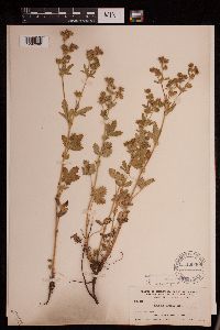 Potentilla norvegica image