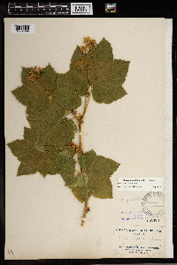 Rubus parviflorus image
