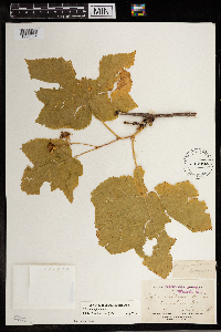 Rubus parviflorus image