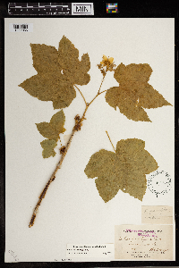 Rubus parviflorus image