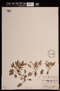 Viola vallicola image