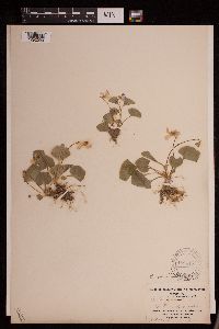 Viola nephrophylla image