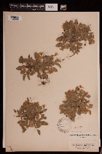 Viola adunca image
