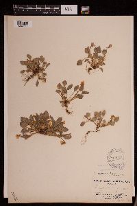 Viola adunca image