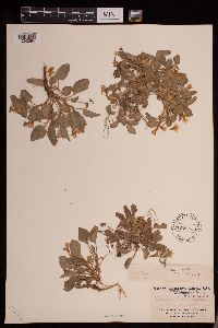 Viola adunca image