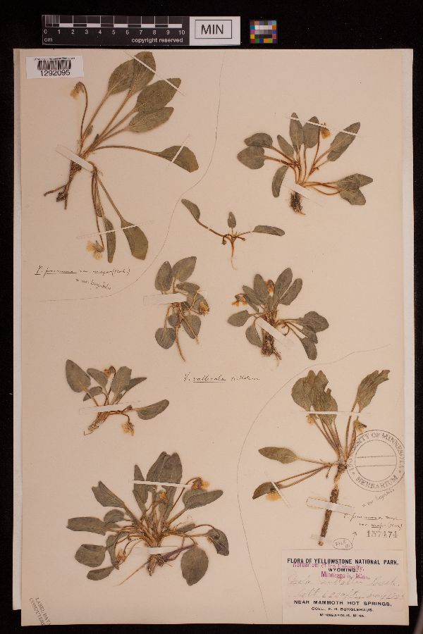Viola praemorsa var. linguifolia image