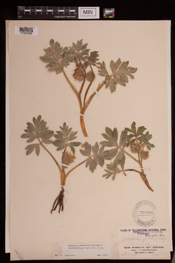 Hydrophyllum capitatum image