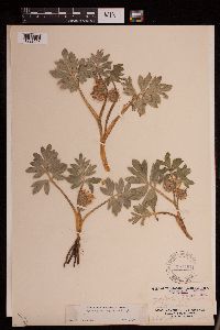 Image Associated With the Occurrence