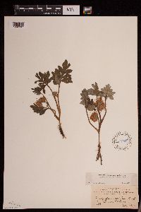 Image Associated With the Occurrence