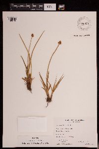 Thumbnail image of current specimen