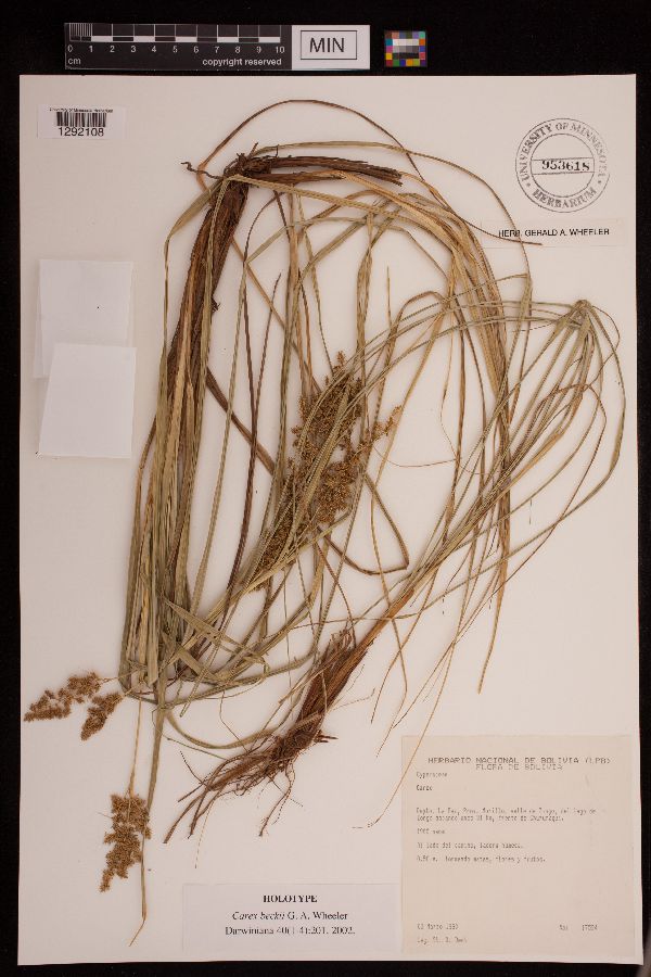 Carex beckii image