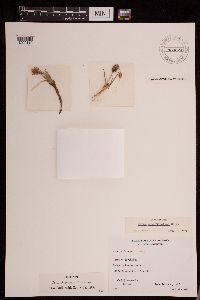 Image of Carex chubutensis
