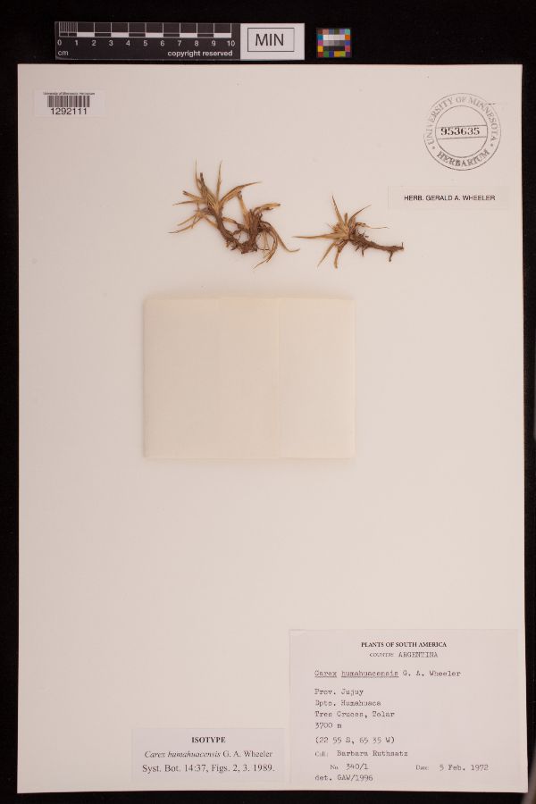 Carex humahuacensis image