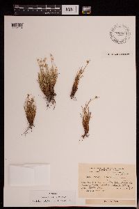 Thumbnail image of current specimen