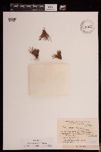 Thumbnail image of current specimen