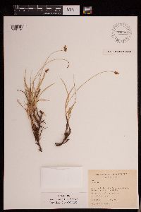 Thumbnail image of current specimen