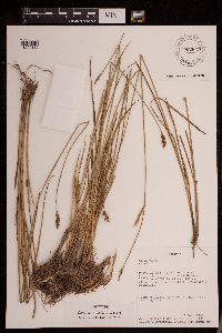 Thumbnail image of current specimen