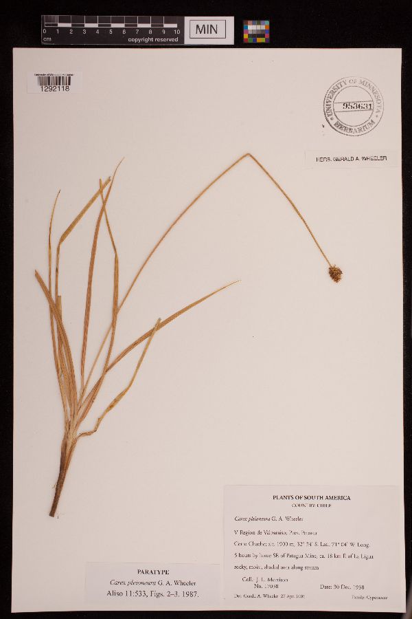 Carex pleioneura image