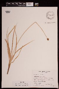 Thumbnail image of current specimen