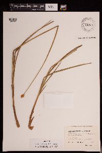 Carex pleioneura image