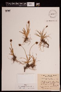 Thumbnail image of current specimen
