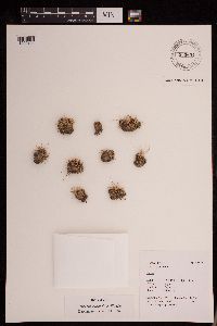 Thumbnail image of current specimen