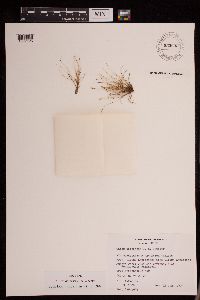 Thumbnail image of current specimen
