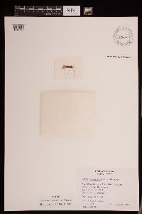 Thumbnail image of current specimen