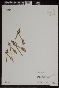 Botrychium michiganense image