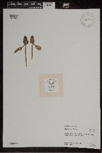 Botrychium michiganense image