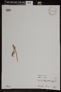 Botrychium michiganense image