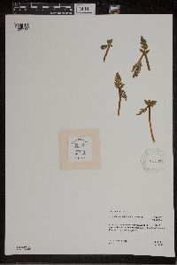 Botrychium michiganense image