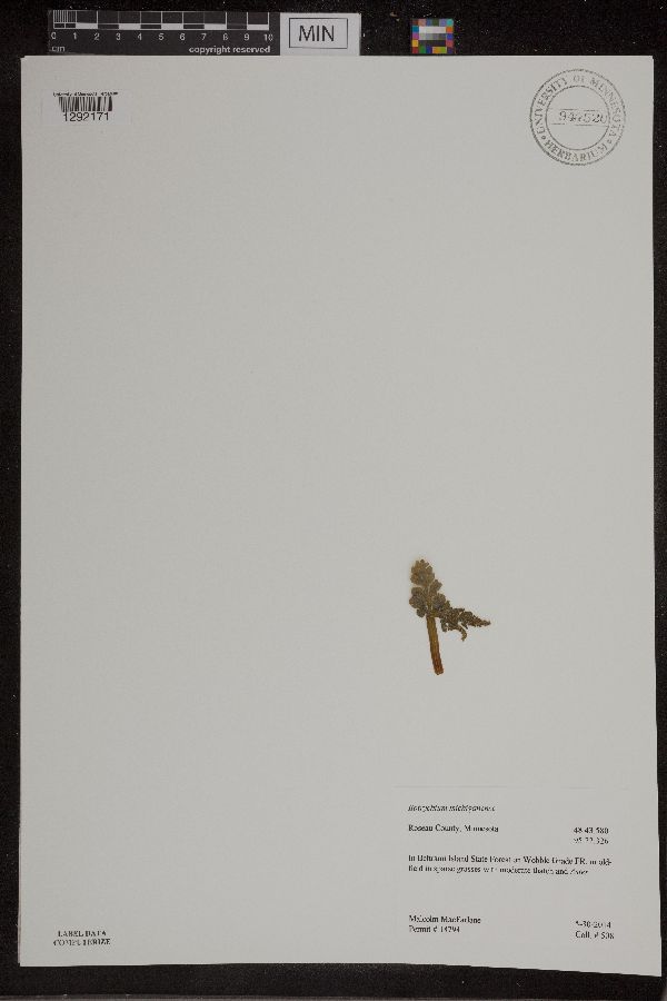 Botrychium michiganense image