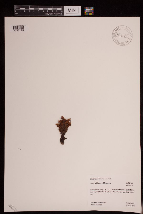 Aphyllon ludovicianum image