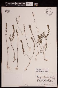 Image of Euphrasia nemorosa