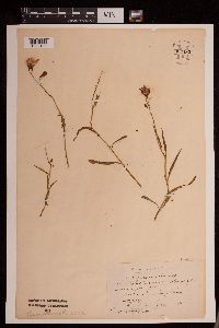 Campanula rotundifolia image