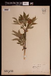 Sambucus nigra image