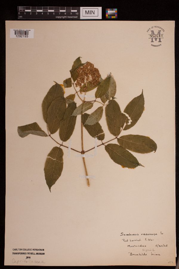 Sambucus racemosa image
