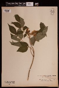 Sambucus racemosa image