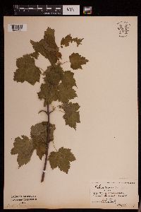 Acer spicatum image